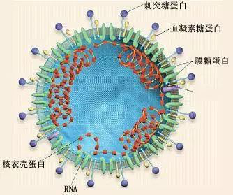 正確認(rèn)識(shí)新型肺炎 做好防護(hù)平安過(guò)年